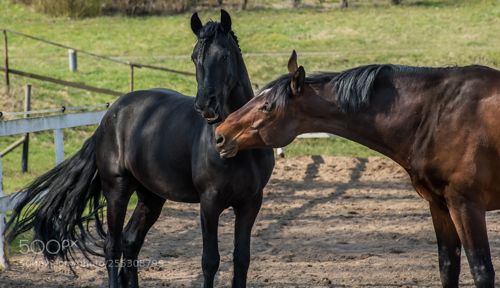 Nikon D7500 sample photo. You are so beautiful photography