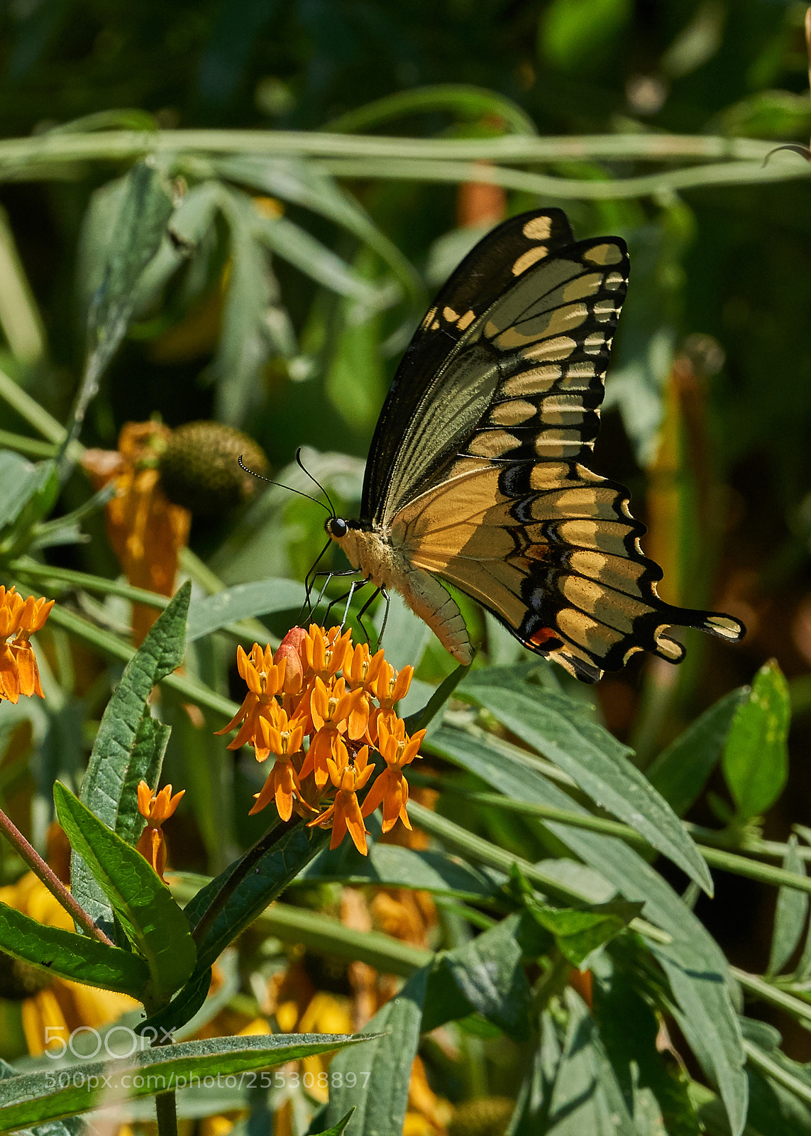 Sony a6000 sample photo. Giant swallowtail photography
