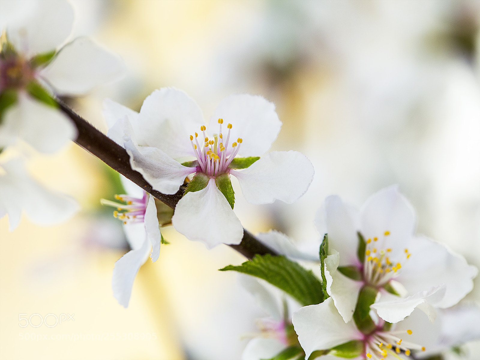 Canon EOS 6D sample photo. Beauty in my garden <3 photography