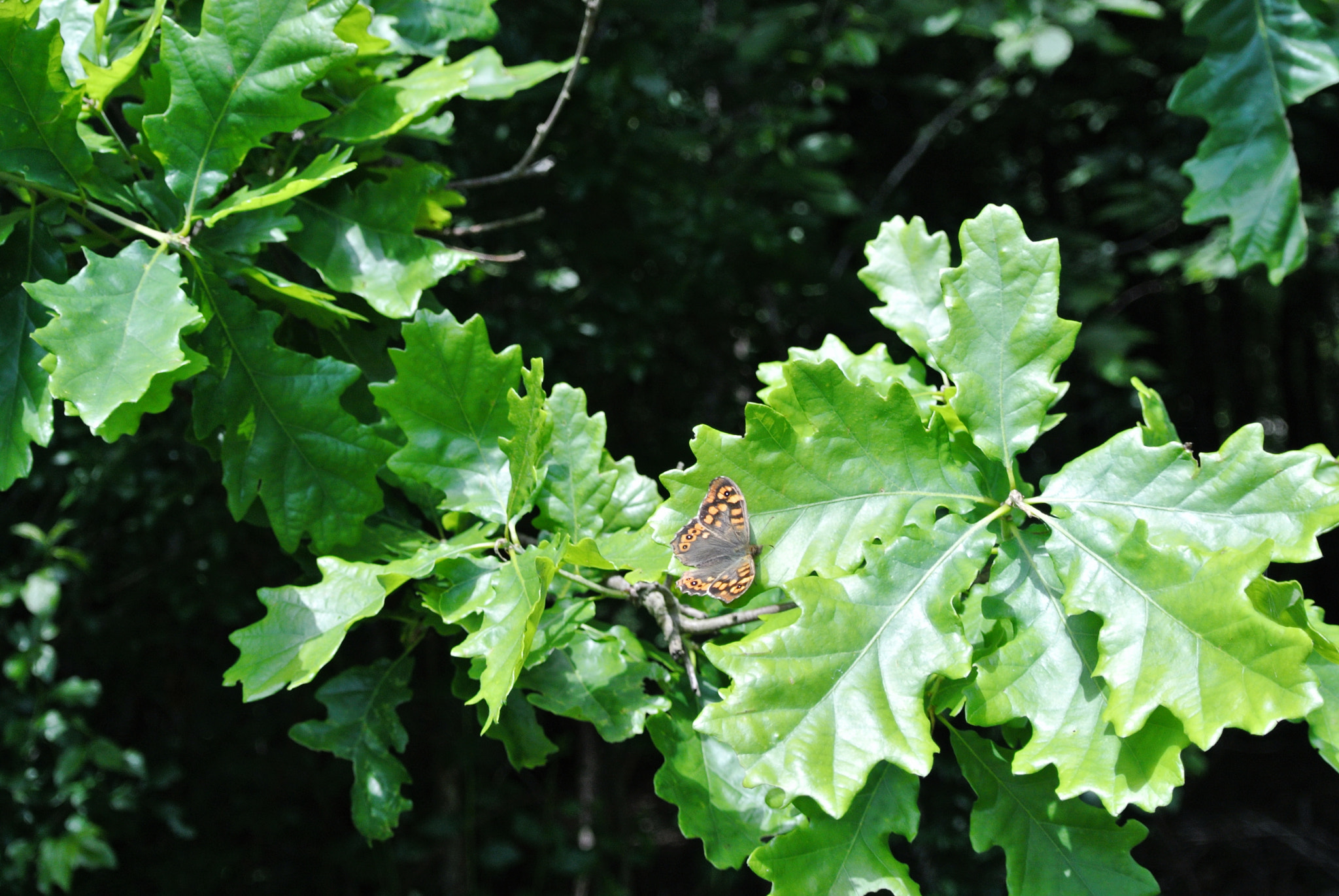 Nikon 1 V1 sample photo. Butterfly on the forest photography