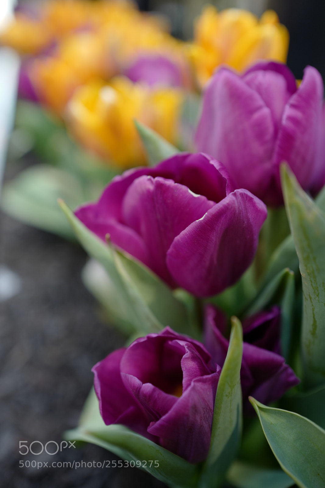 Leica Q (Typ 116) sample photo. Tulips blast photography