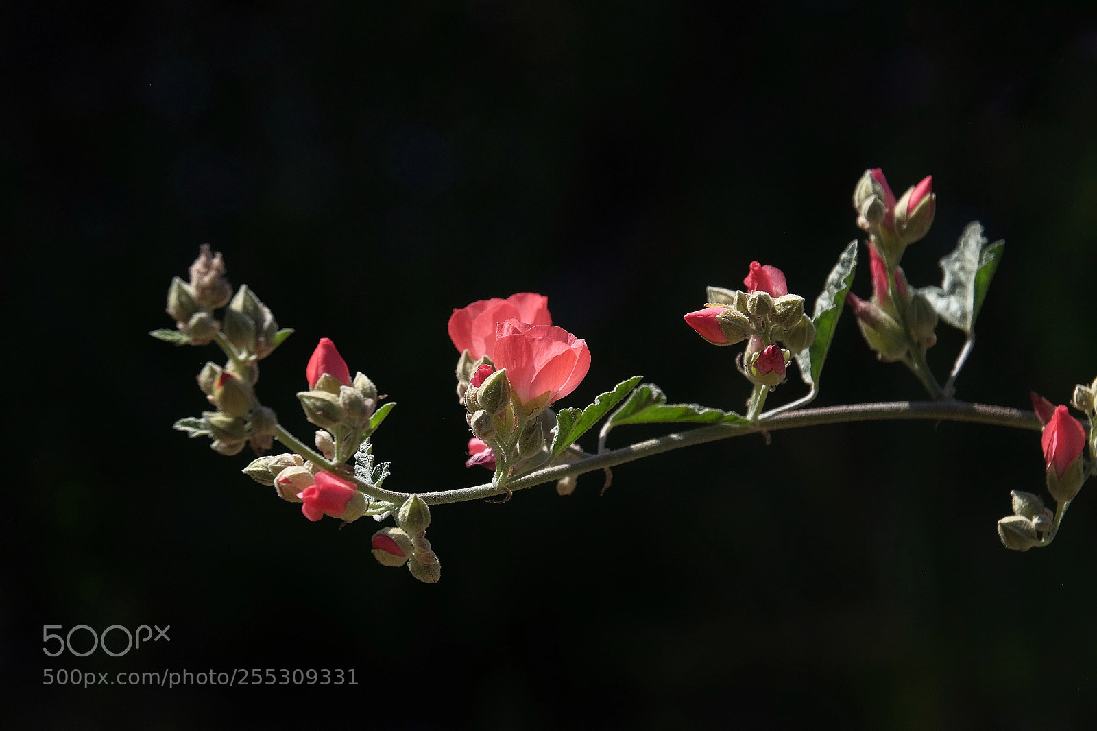 Fujifilm X-T1 sample photo. Wild flowers blooming  photography