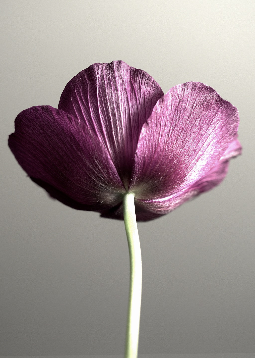 Olympus PEN E-PL8 sample photo. Portrait of an anemone photography