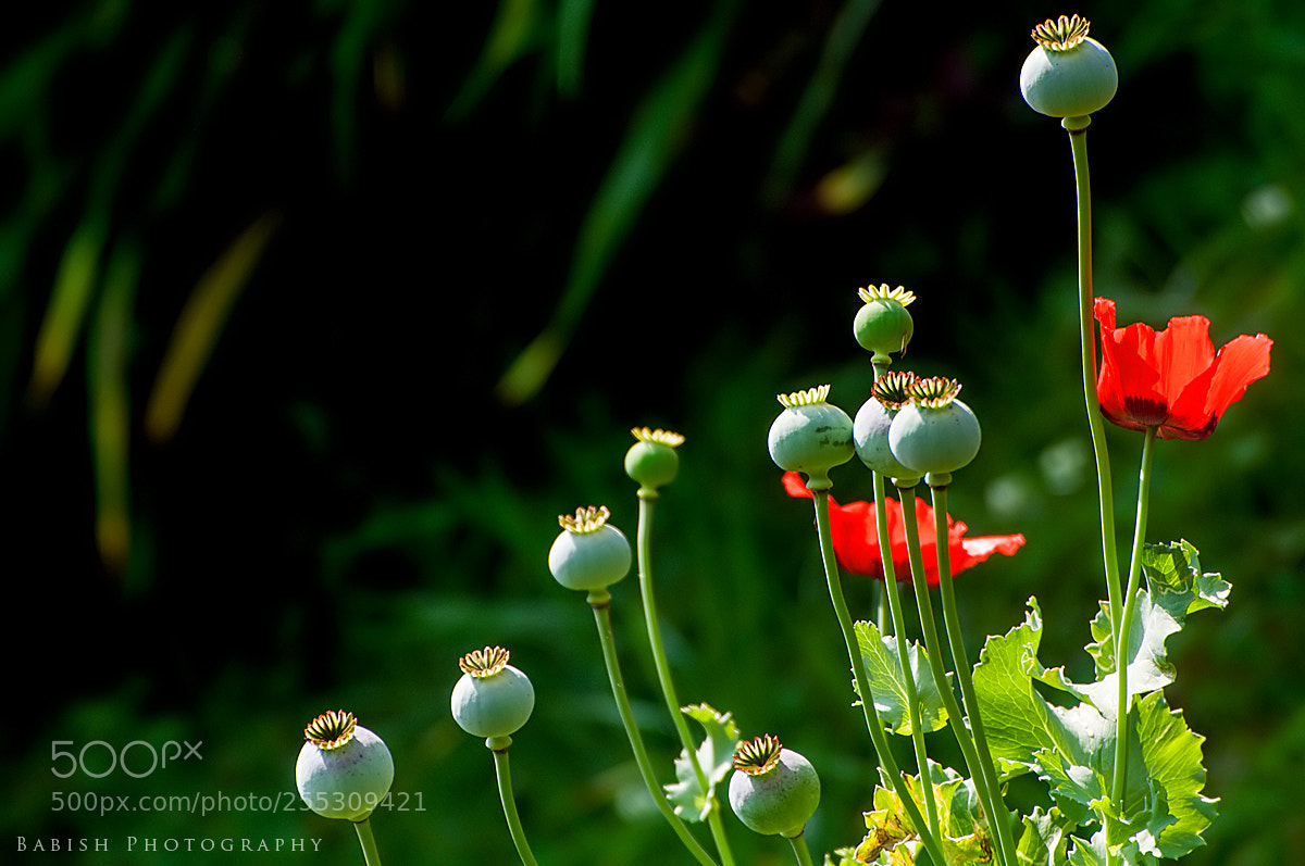 Nikon D90 sample photo. Opium poppy flower photography