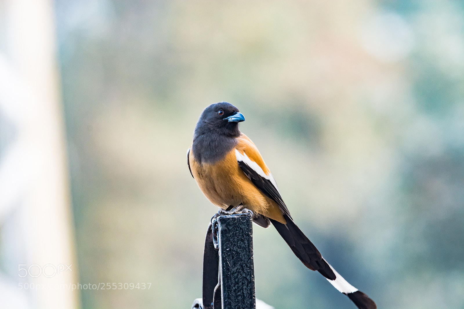 Nikon D7100 sample photo. Rufous treepie photography