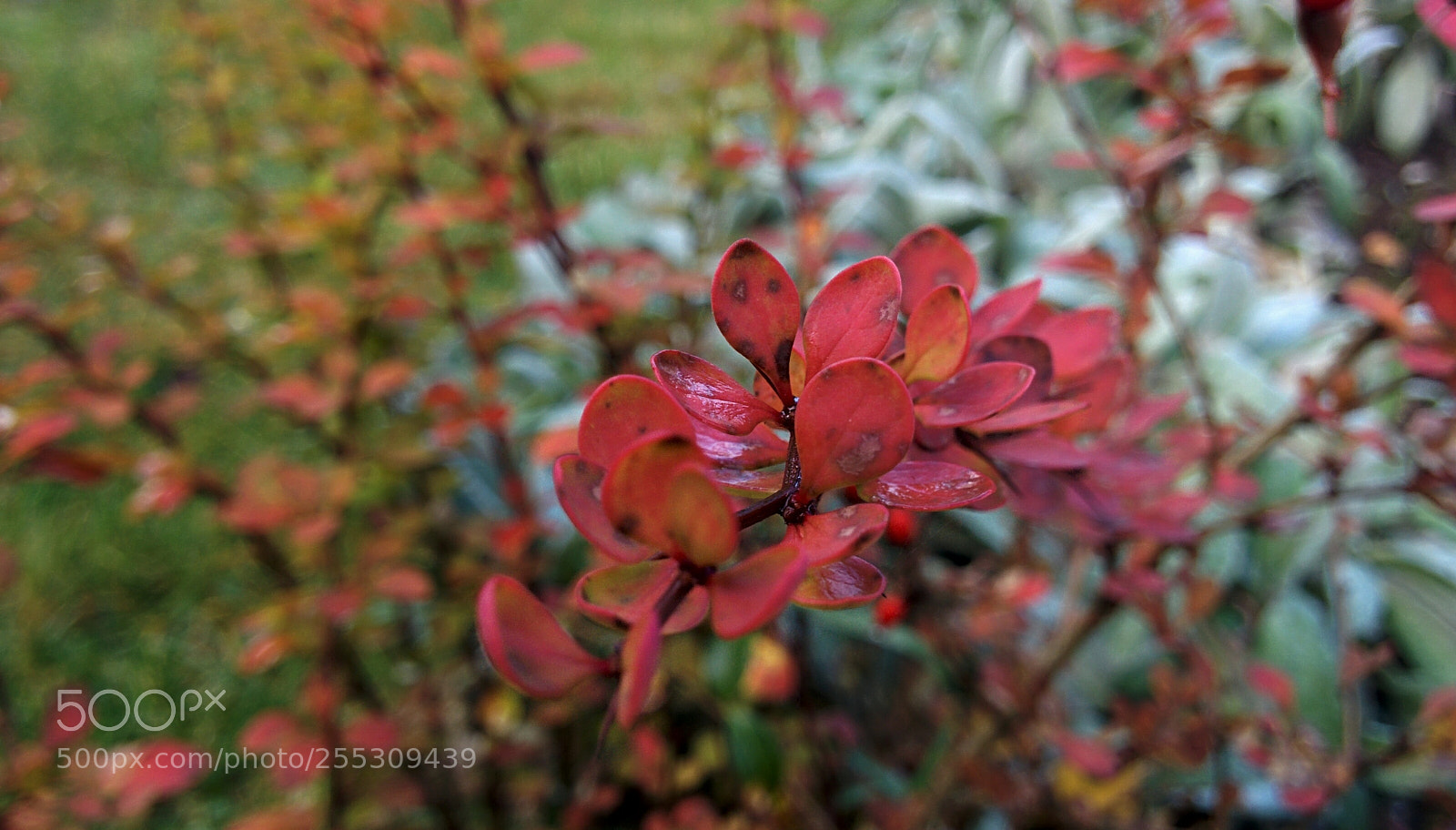 LG Nexus 5 sample photo. Untitled photography