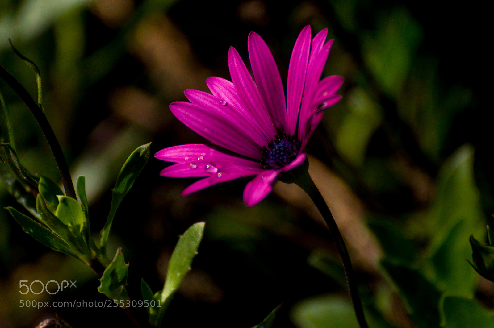Nikon D90 sample photo. Daisy pollen flower photography