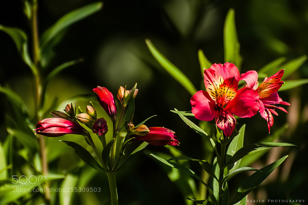 Nikon D90 sample photo. Alstroemeria peruvian lily or photography