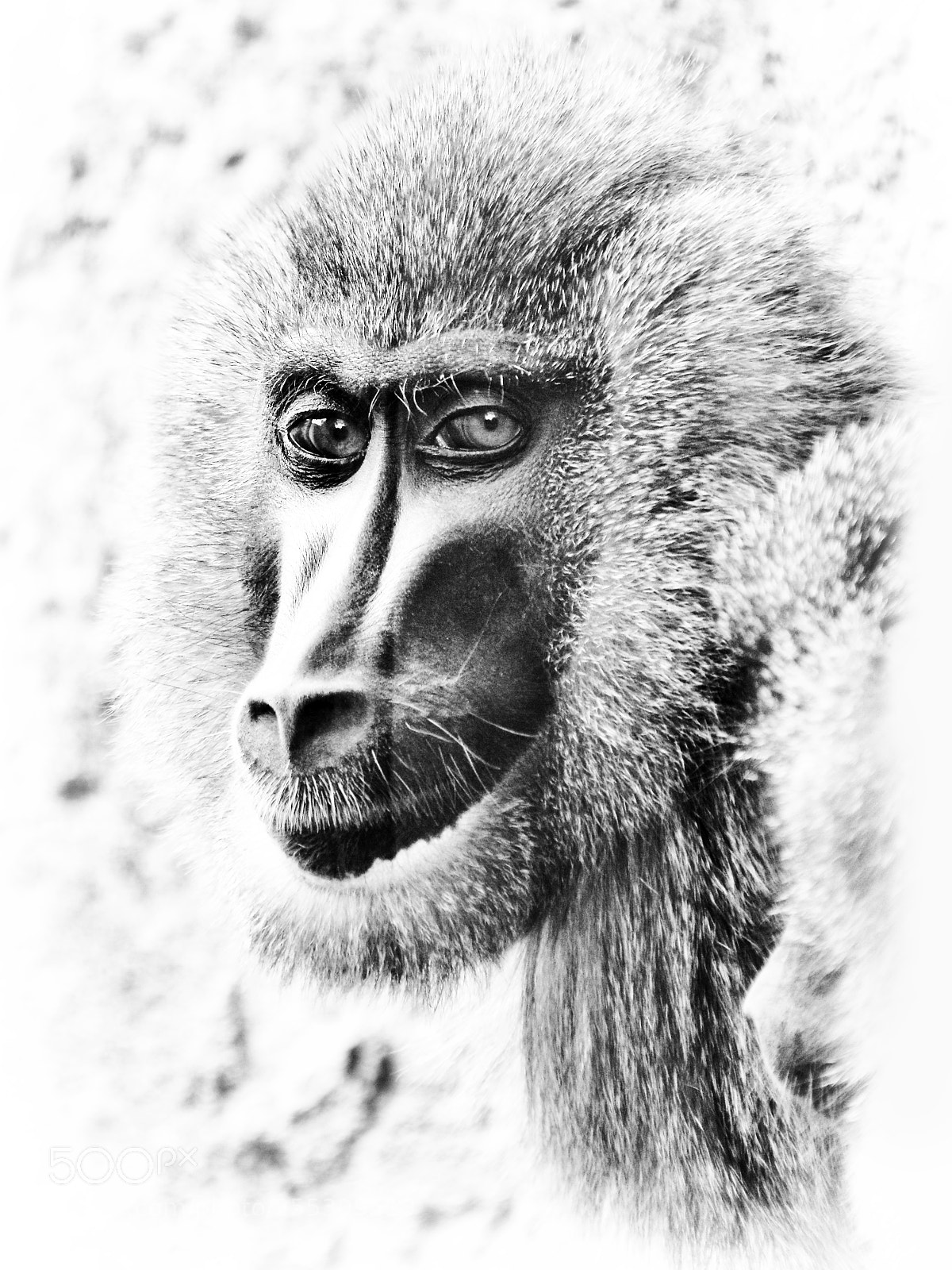 Nikon D800 sample photo. Drill mandrillus leucophaeusl photography
