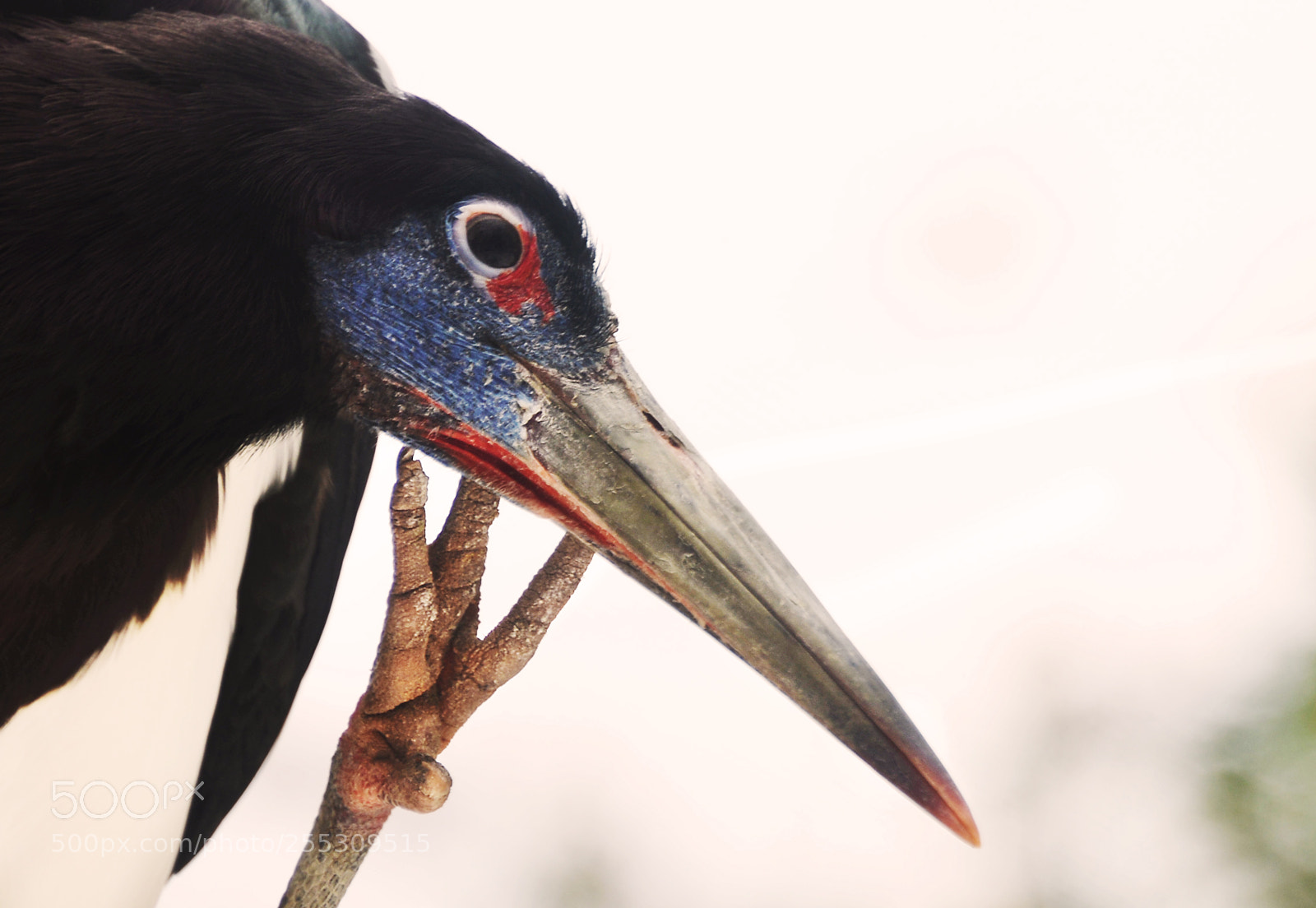 Nikon D800 sample photo. Abdim's stork ciconia abdimii photography