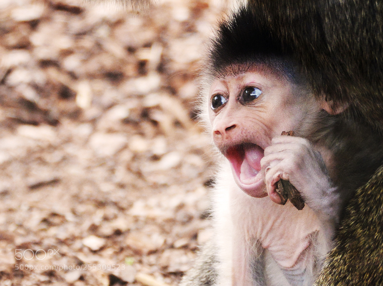 Nikon D800 sample photo. Baby drill photography