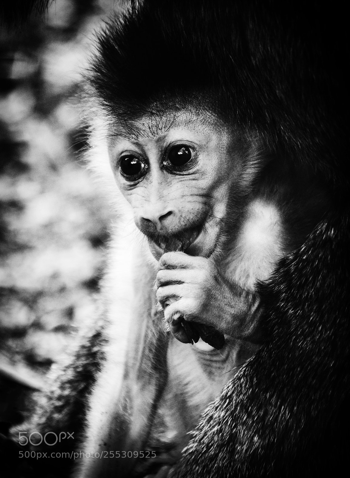 Nikon D800 sample photo. Baby drill photography