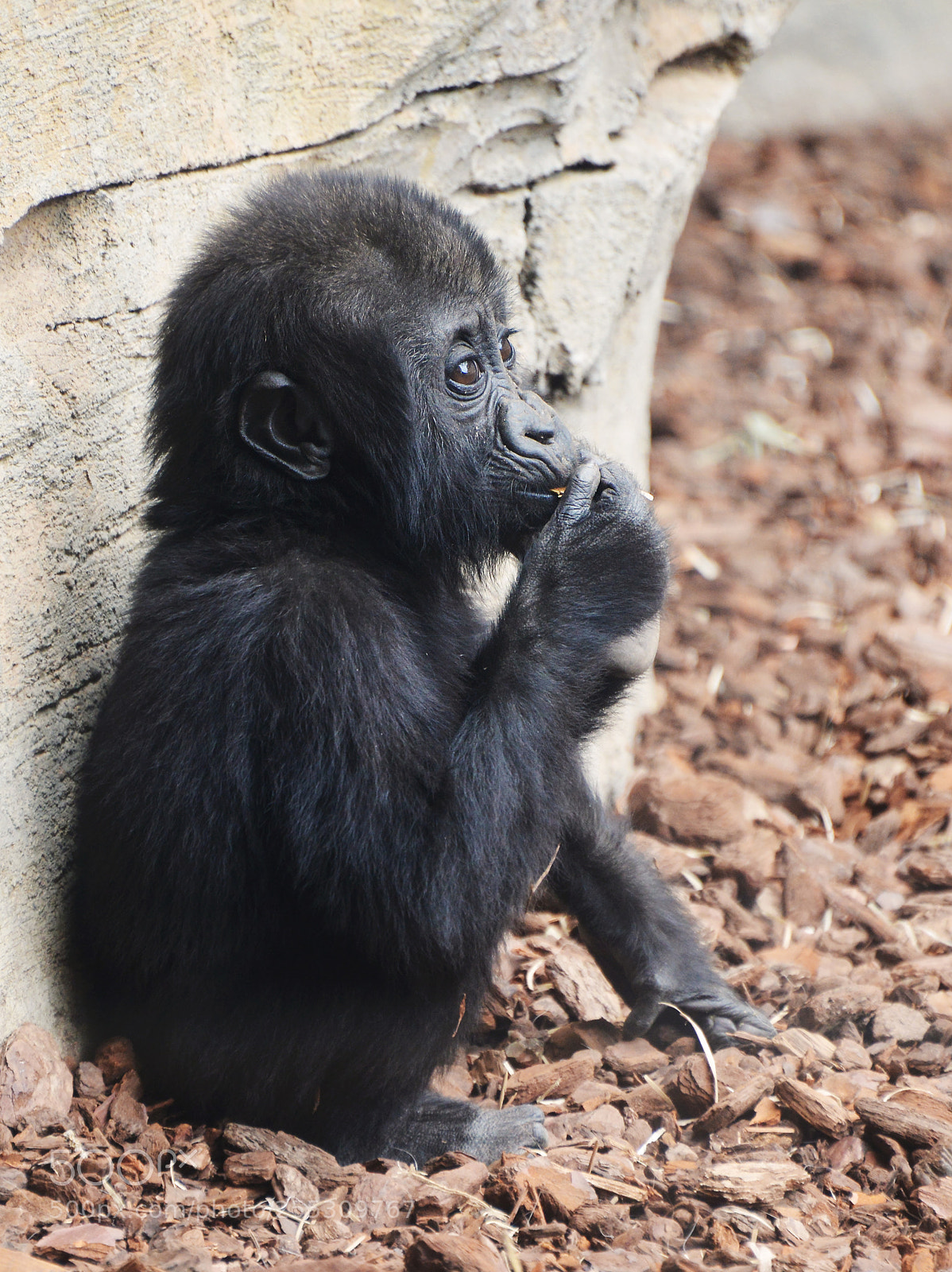 Nikon D800 sample photo. Baby gorilla photography