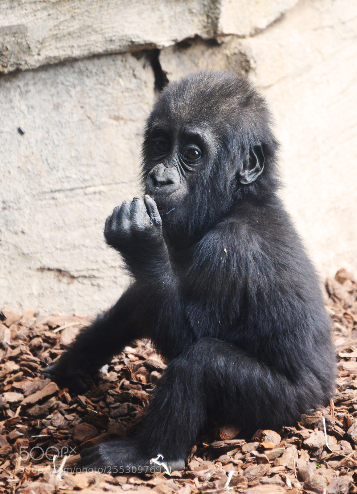 Nikon D800 sample photo. Baby gorilla photography