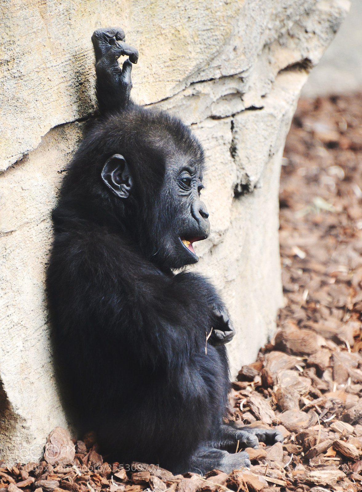 Nikon D800 sample photo. Baby gorilla photography