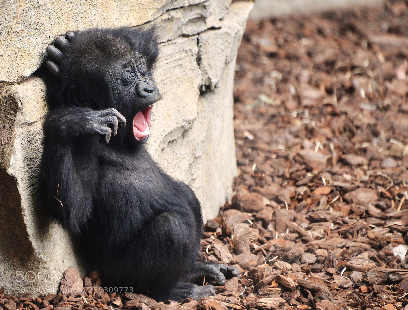 Nikon D800 sample photo. Baby gorilla photography