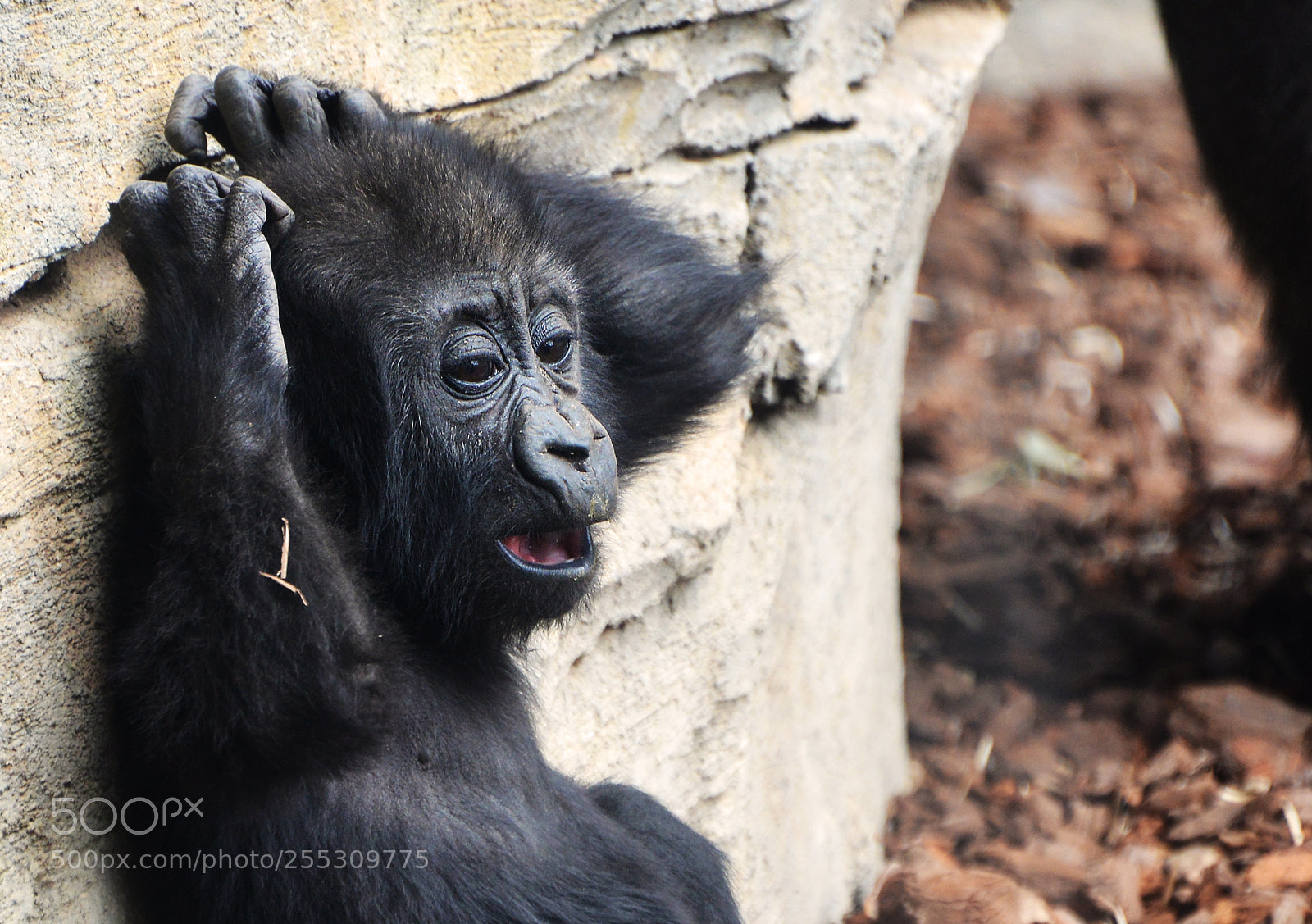 Nikon D800 sample photo. Baby gorilla photography