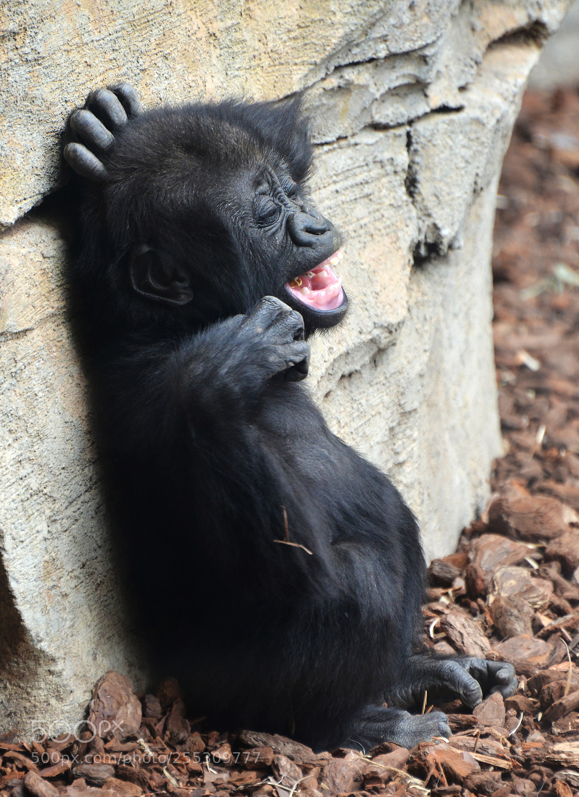 Nikon D800 sample photo. Baby gorilla photography