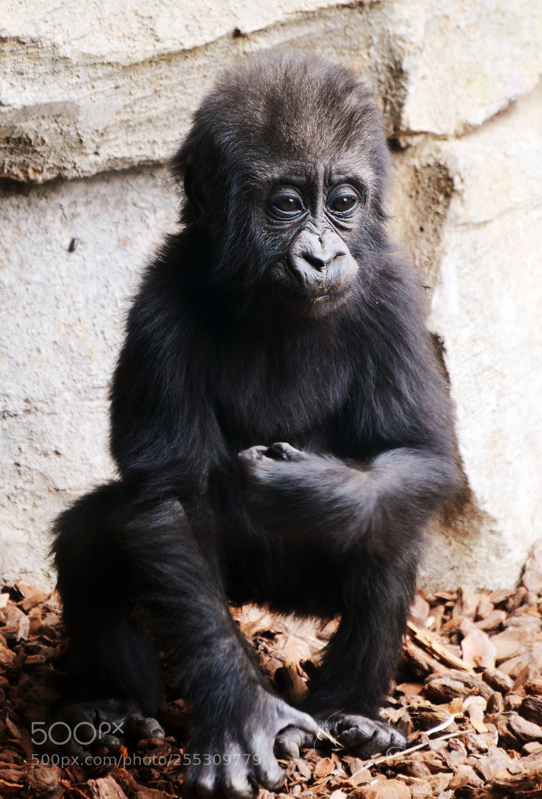 Nikon D800 sample photo. Baby gorilla photography