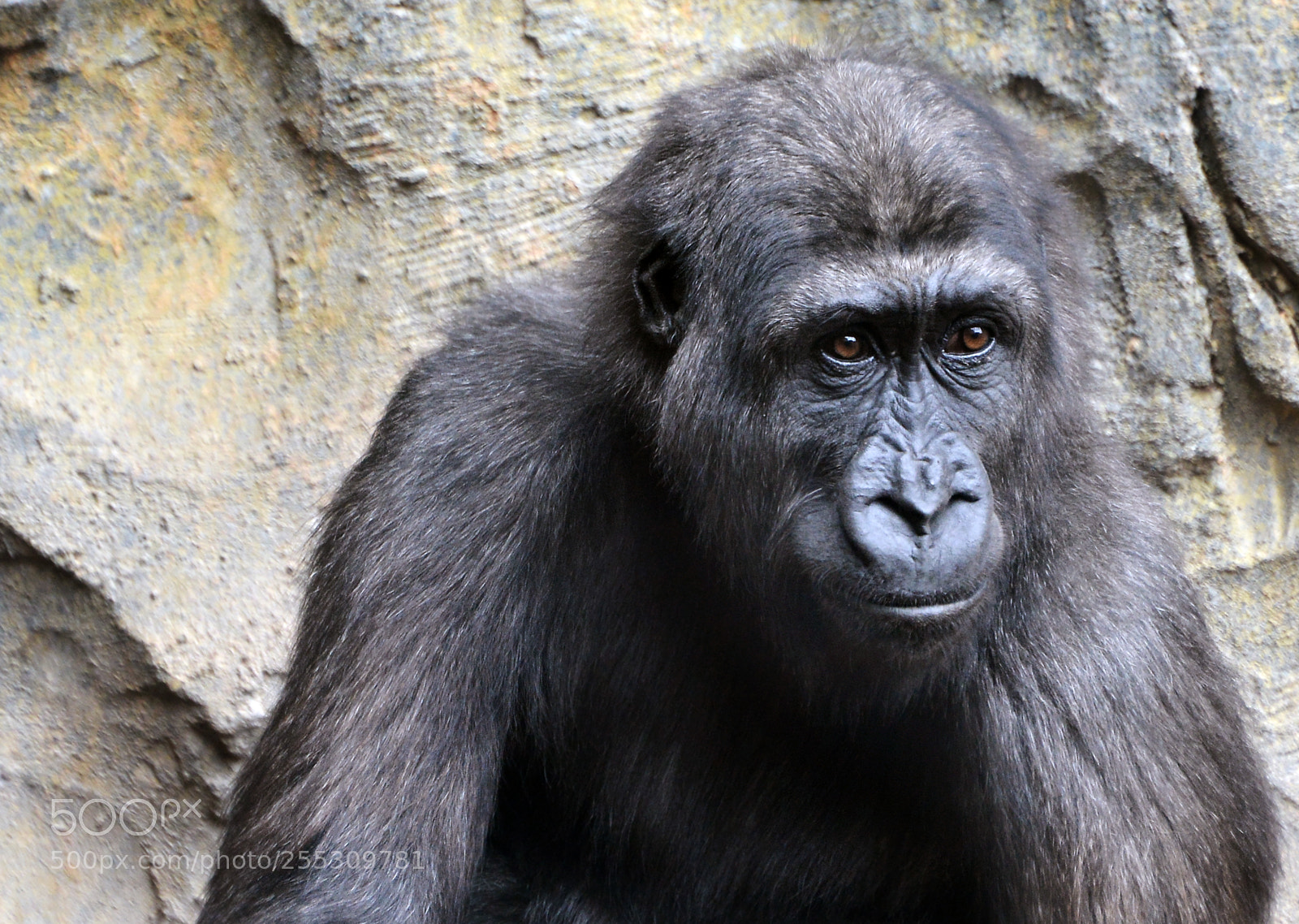 Nikon D800 sample photo. Gorilla photography