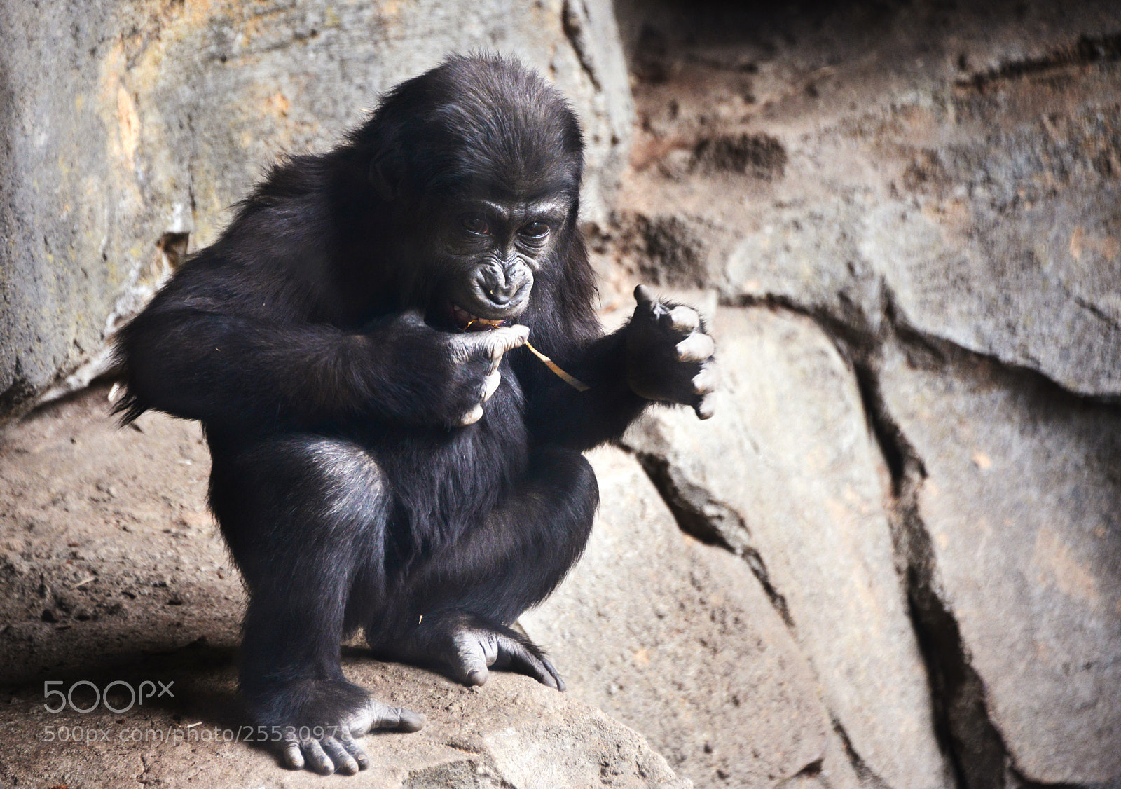 Nikon D800 sample photo. Baby gorilla photography