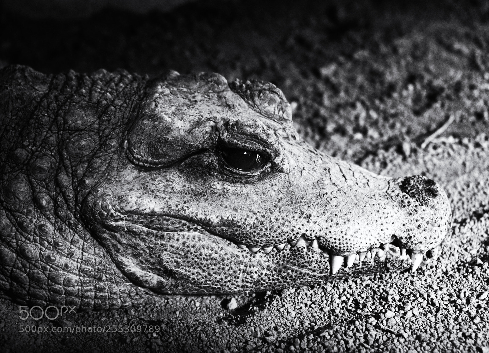 Nikon D800 sample photo. Dwarf crocodile osteolaemus tetraspis photography