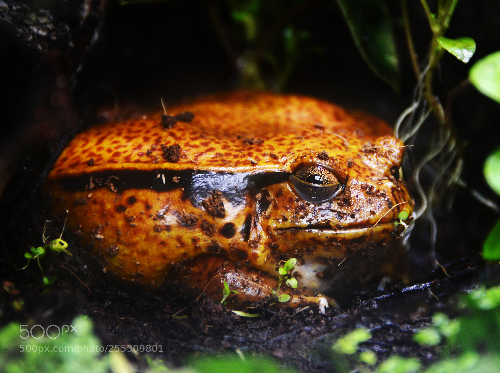 Nikon D800 sample photo. Tomato frog dyscophus guineti photography