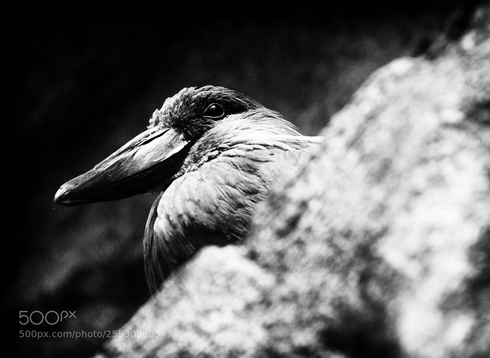 Nikon D800 sample photo. Hamerkop scopus umbretta photography