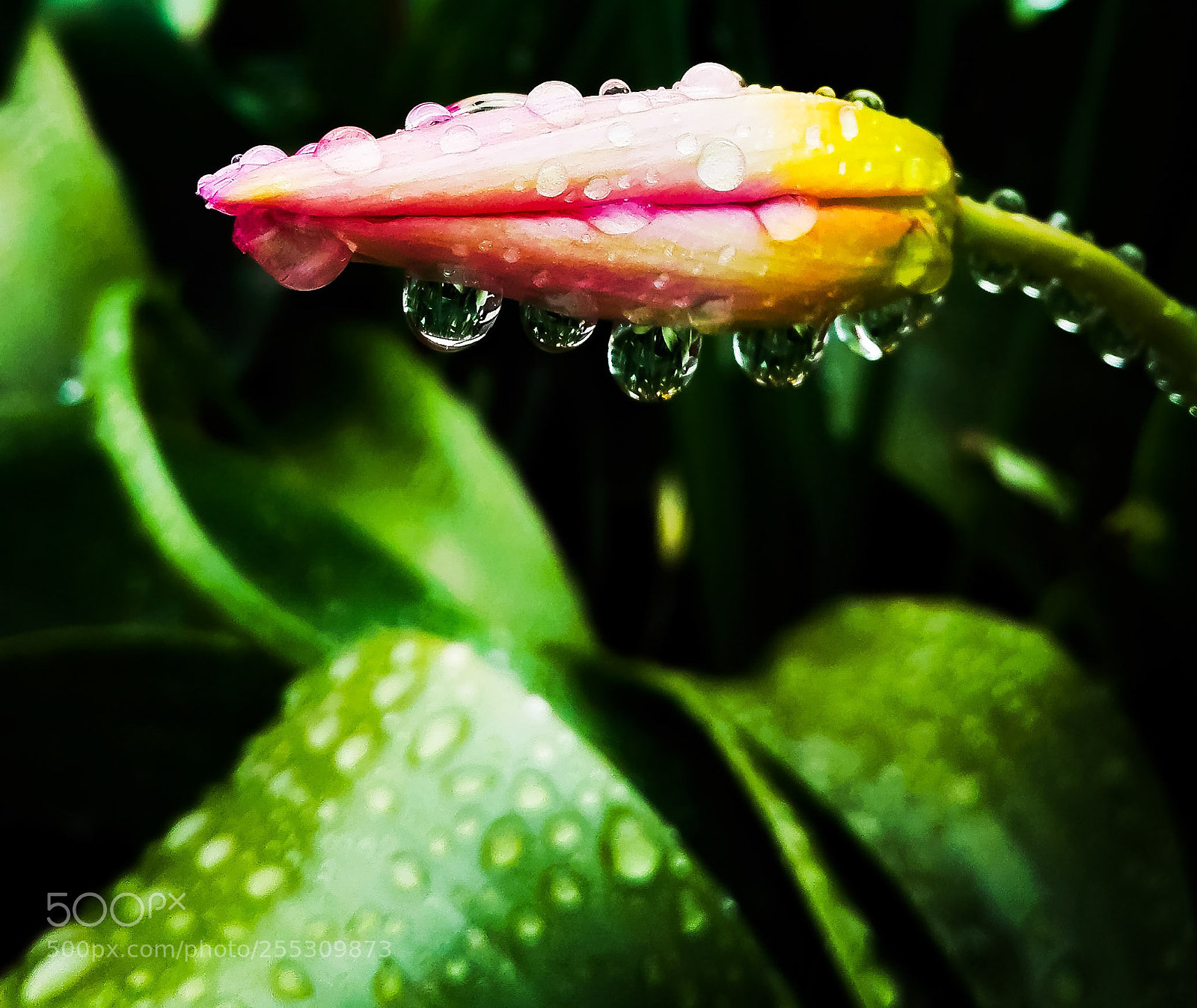 HUAWEI P8 Lite sample photo. Tulip photography