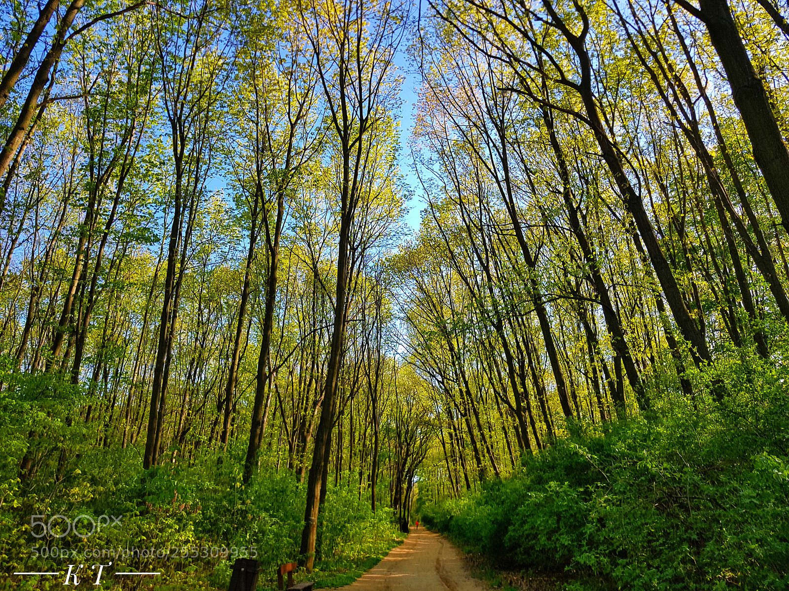 Samsung Galaxy S8+ sample photo. Forest photography