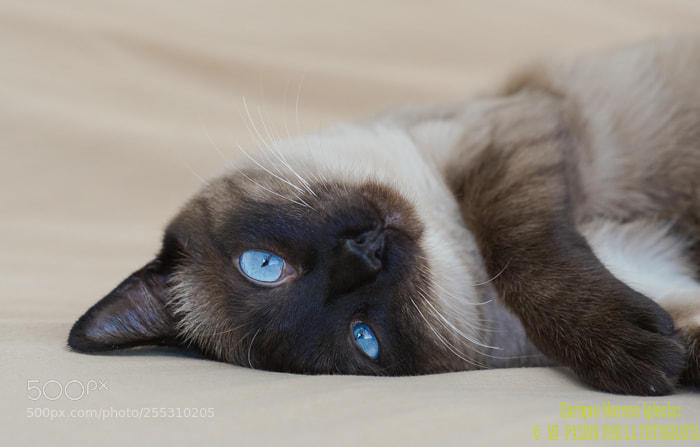 Sony a6000 sample photo. Los ojos de coco photography
