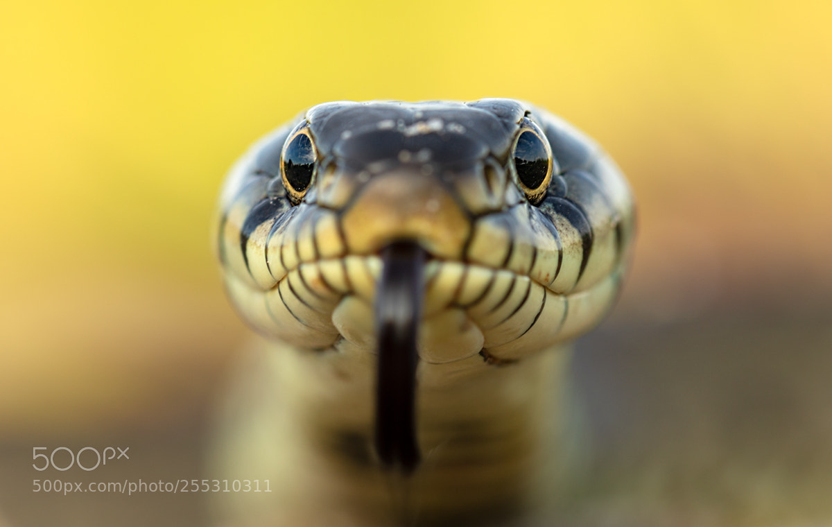 Canon EOS 7D Mark II sample photo. Ringelnatter natrix natrix photography