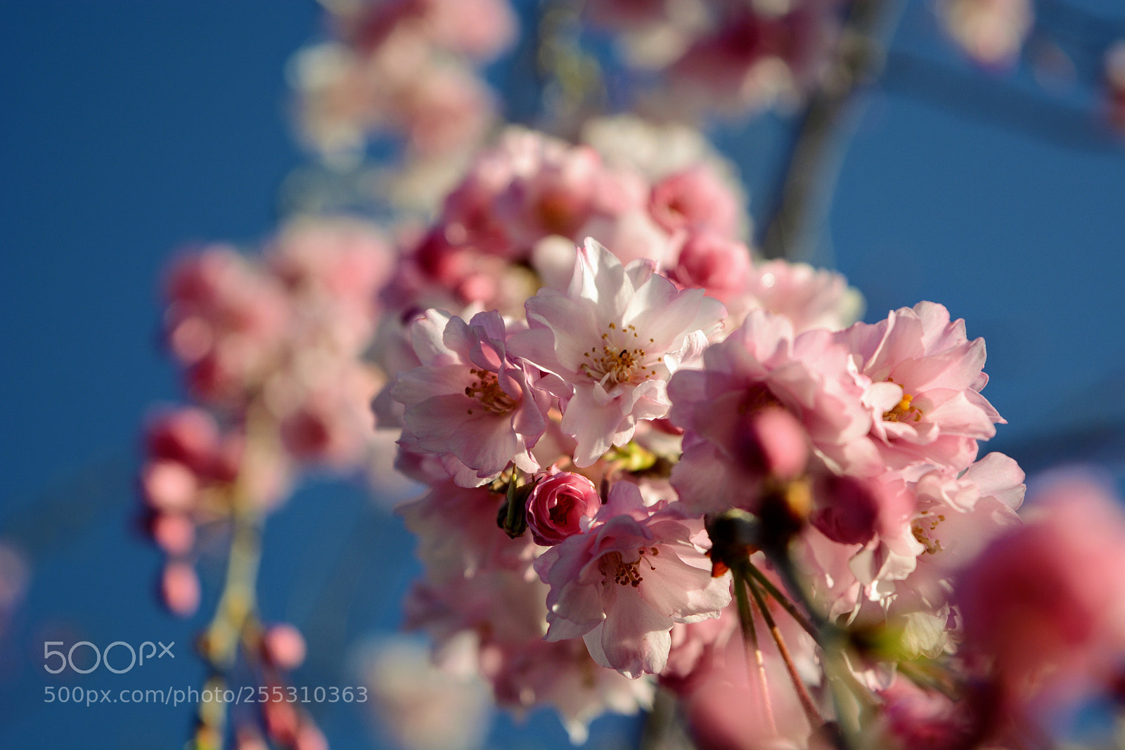 Nikon D7100 sample photo. Untitled photography