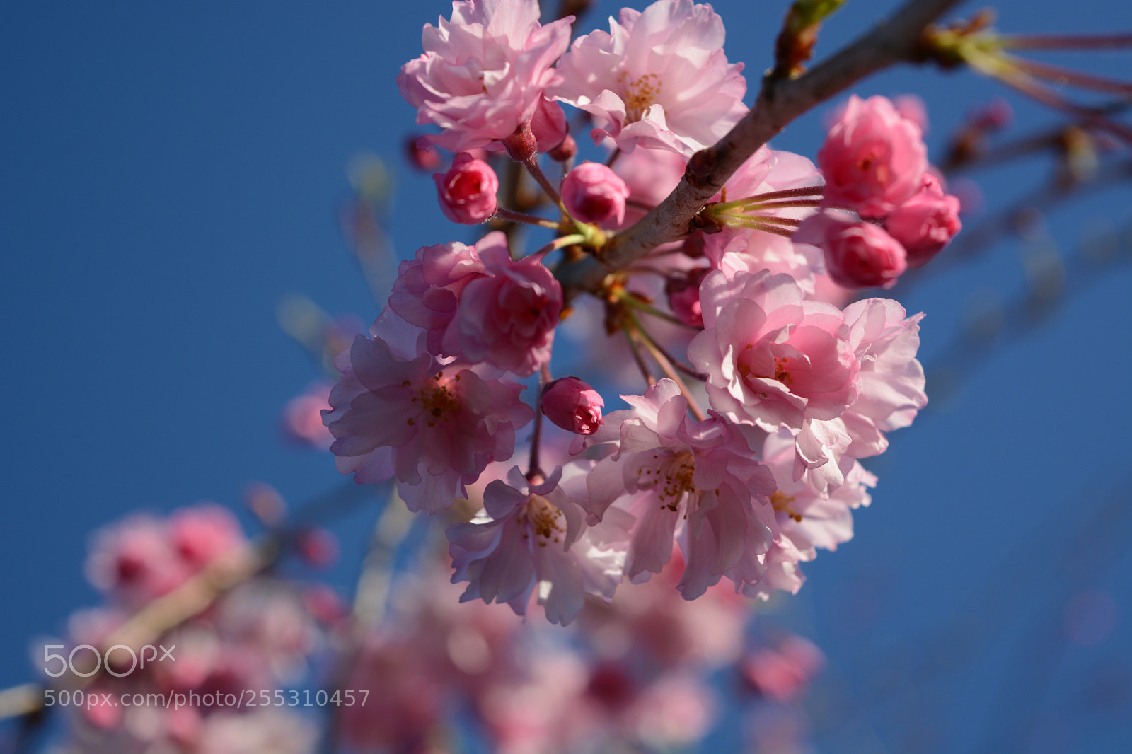 Nikon D7100 sample photo. Untitled photography