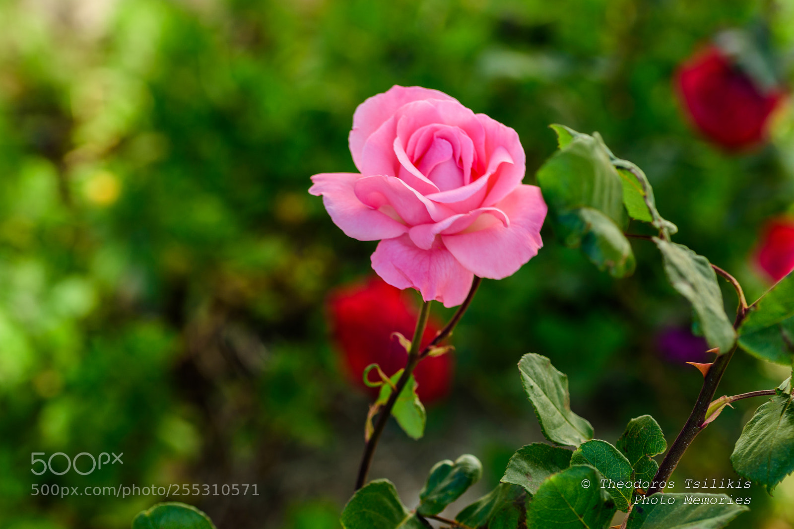 Nikon D7200 sample photo. Beauty in nature photography