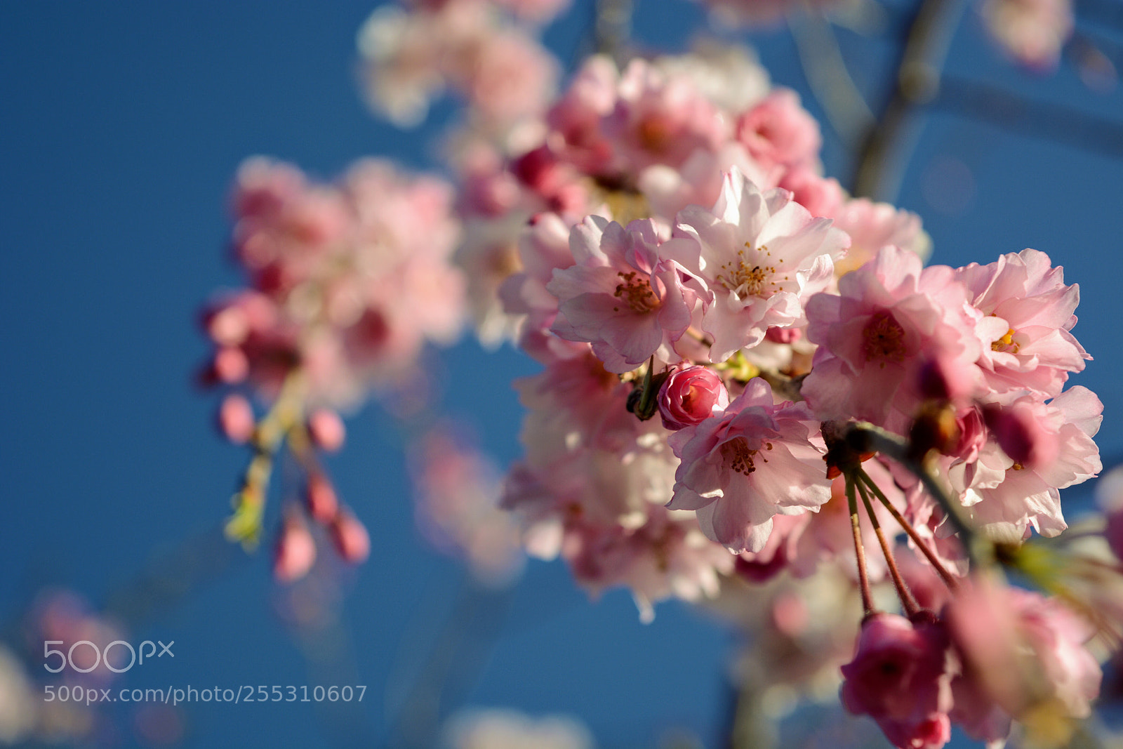 Nikon D7100 sample photo. Untitled photography