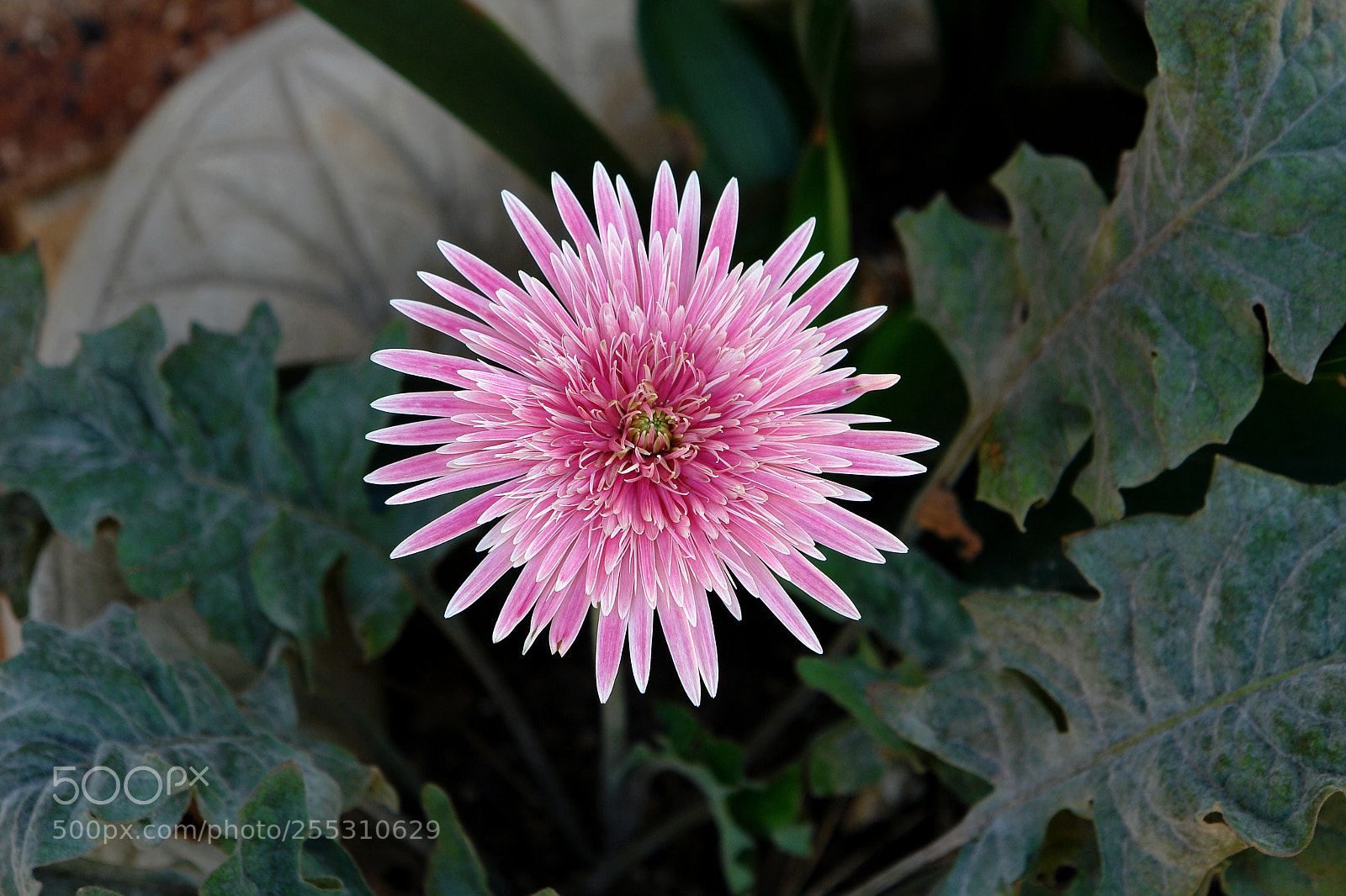 Sony DSC-R1 sample photo. Untitled photography