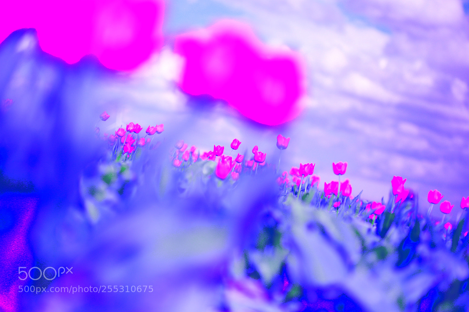 Canon EOS 6D sample photo. Tulp photography