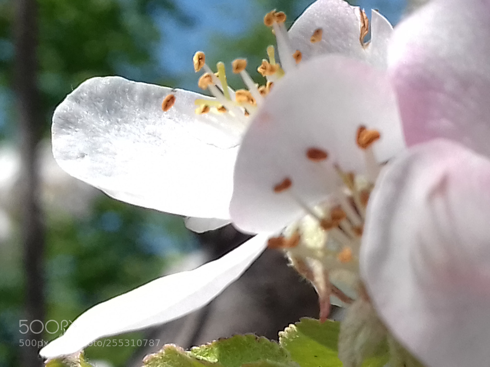 Samsung Galaxy Grand Prime sample photo. İlkbahar photography