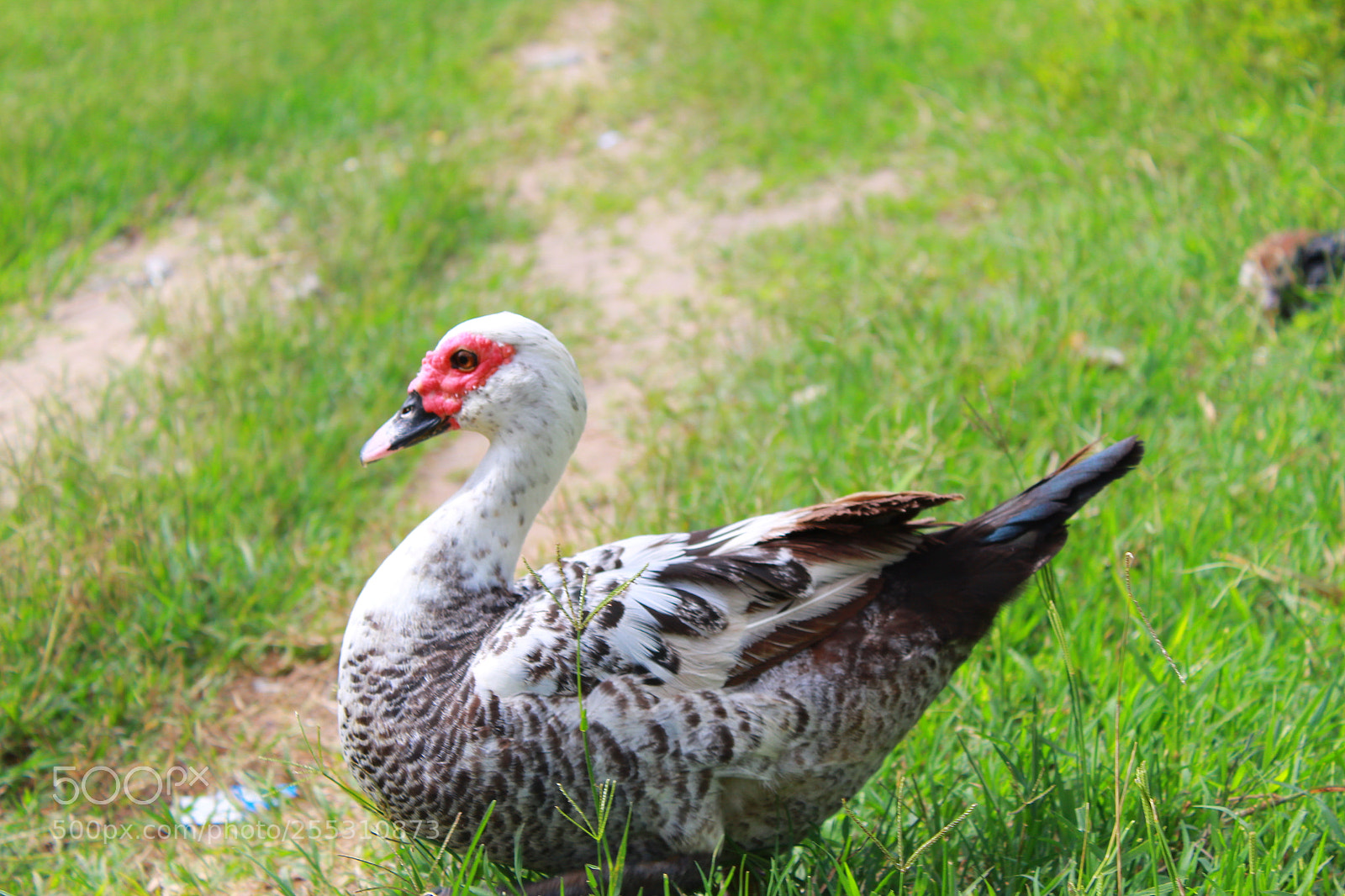 Canon EOS 1300D (EOS Rebel T6 / EOS Kiss X80) sample photo. Mother duck photography