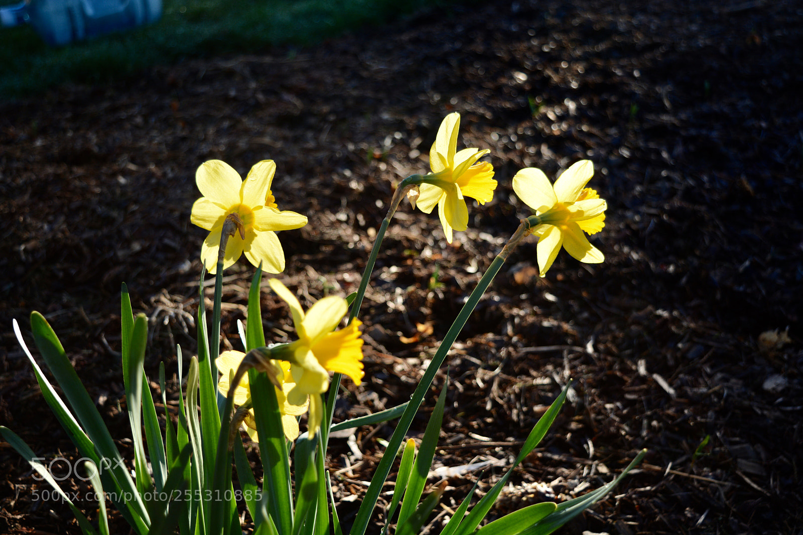 Nikon D7100 sample photo. Untitled photography