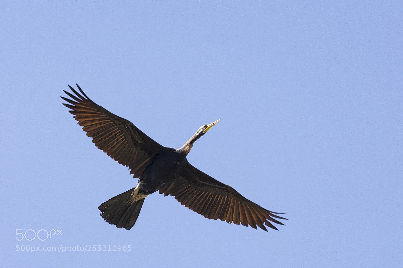 Nikon D7200 sample photo. Australasian darter photography