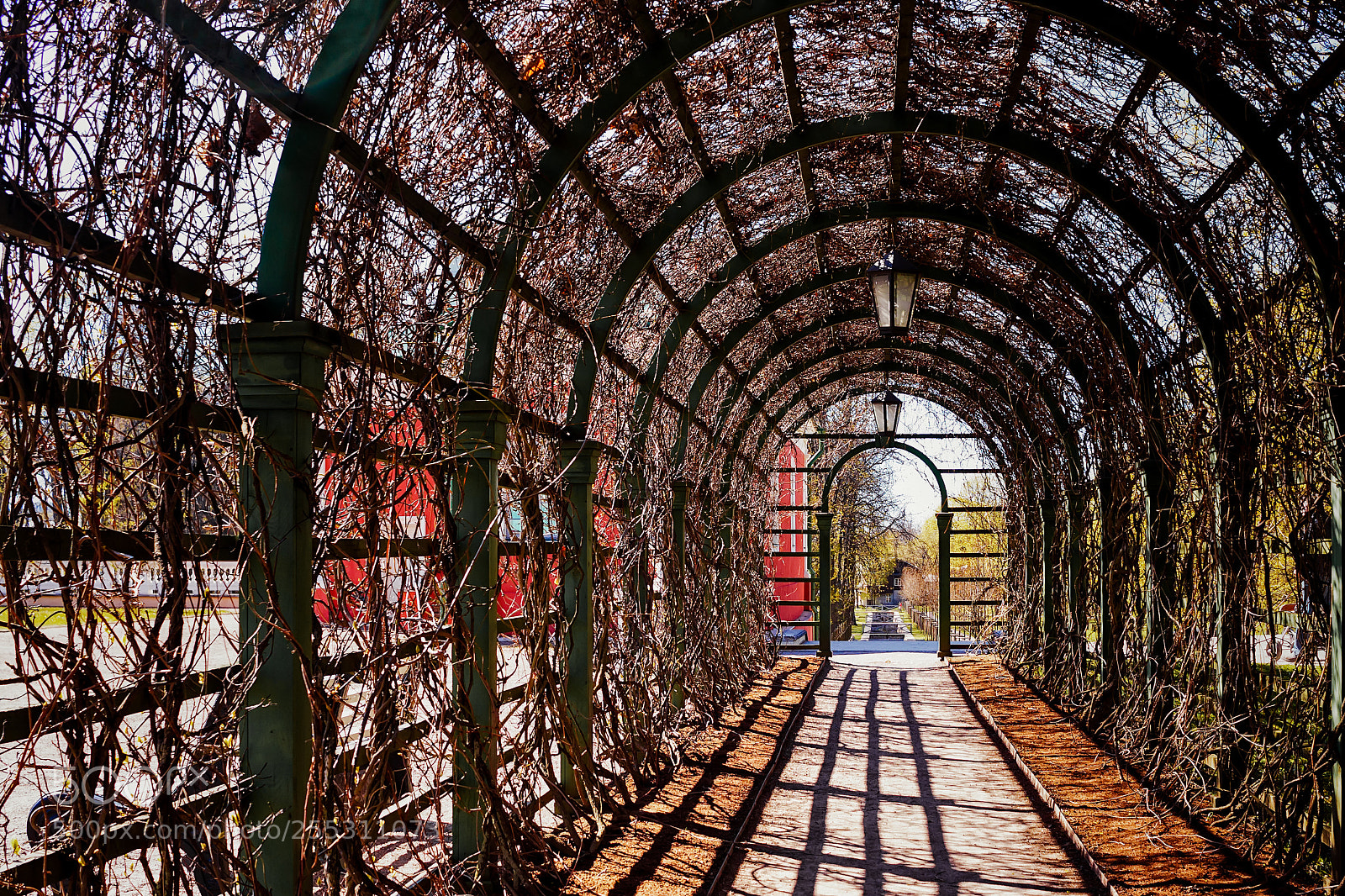 Canon EOS 50D sample photo. Tunnel of roses photography
