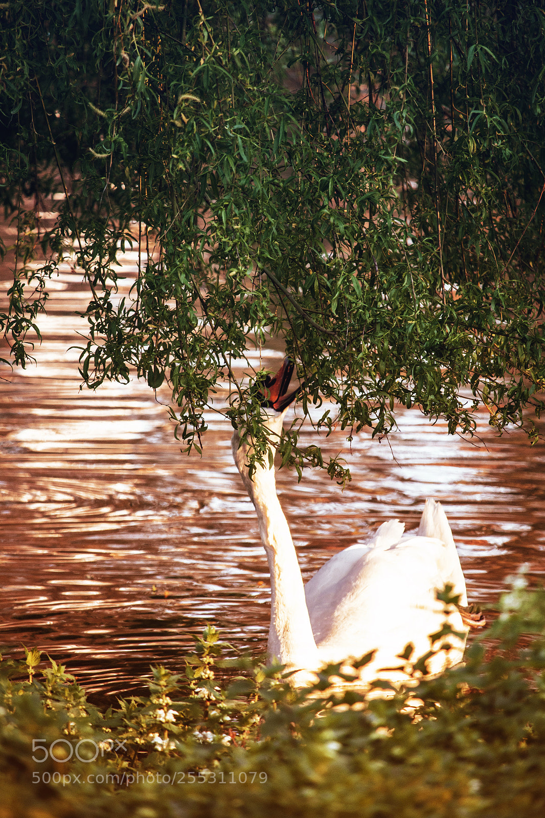 Canon EOS 70D sample photo. Maybe some leaves to photography