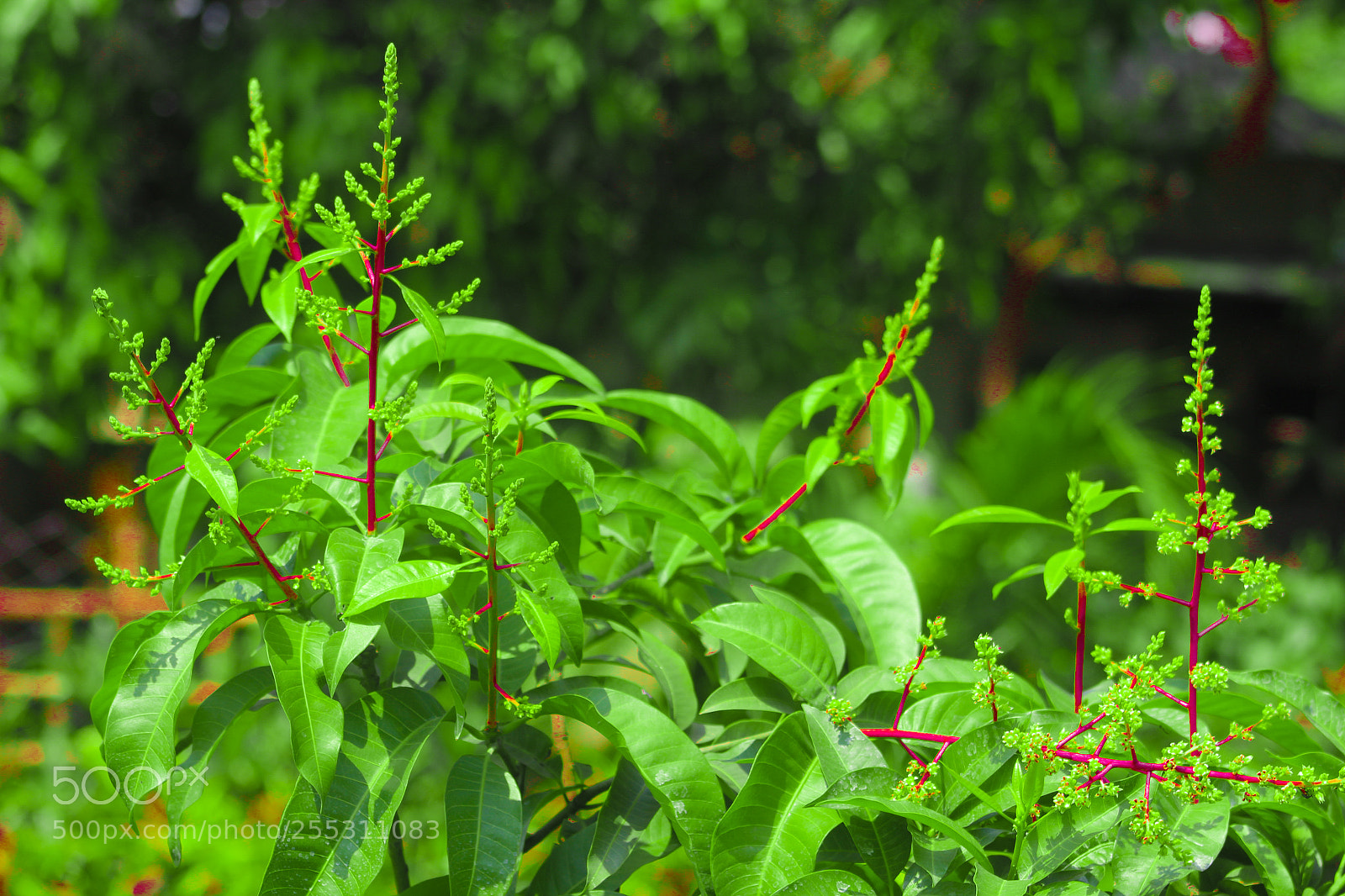 Canon EOS 1200D (EOS Rebel T5 / EOS Kiss X70 / EOS Hi) sample photo. Mango flower photography