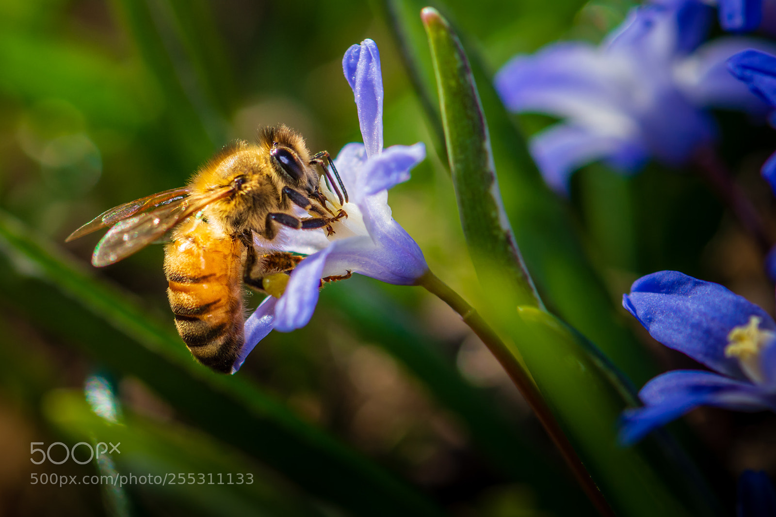 Nikon D7100 sample photo. Honeybee #16 photography