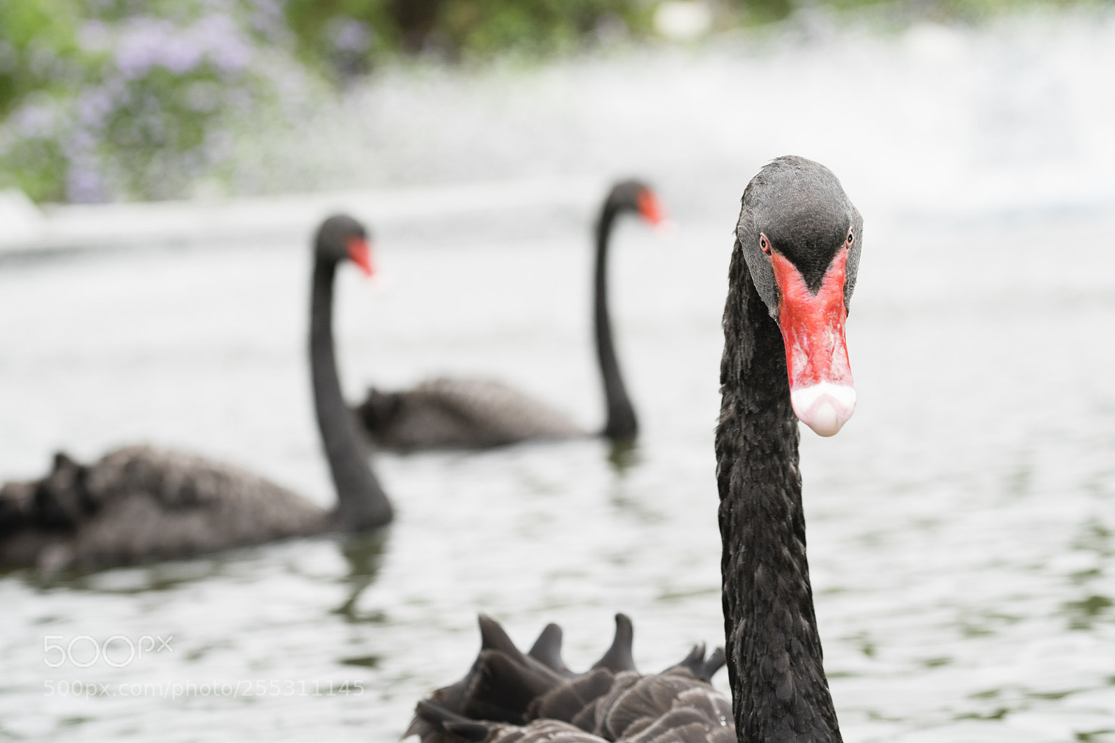 Sony a9 sample photo. Black swan photography