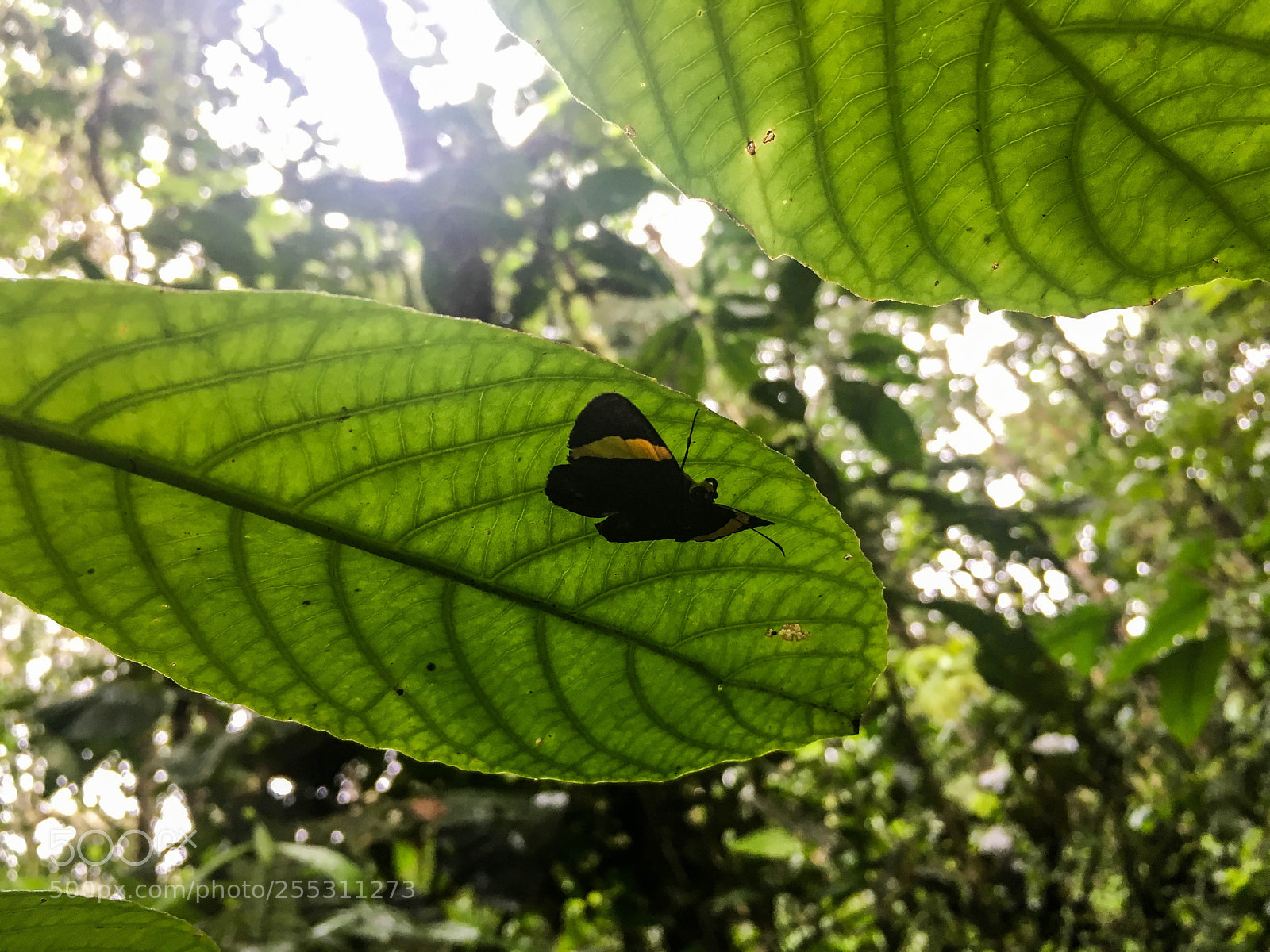 Apple iPhone 6s sample photo. Mariposa amzónica photography