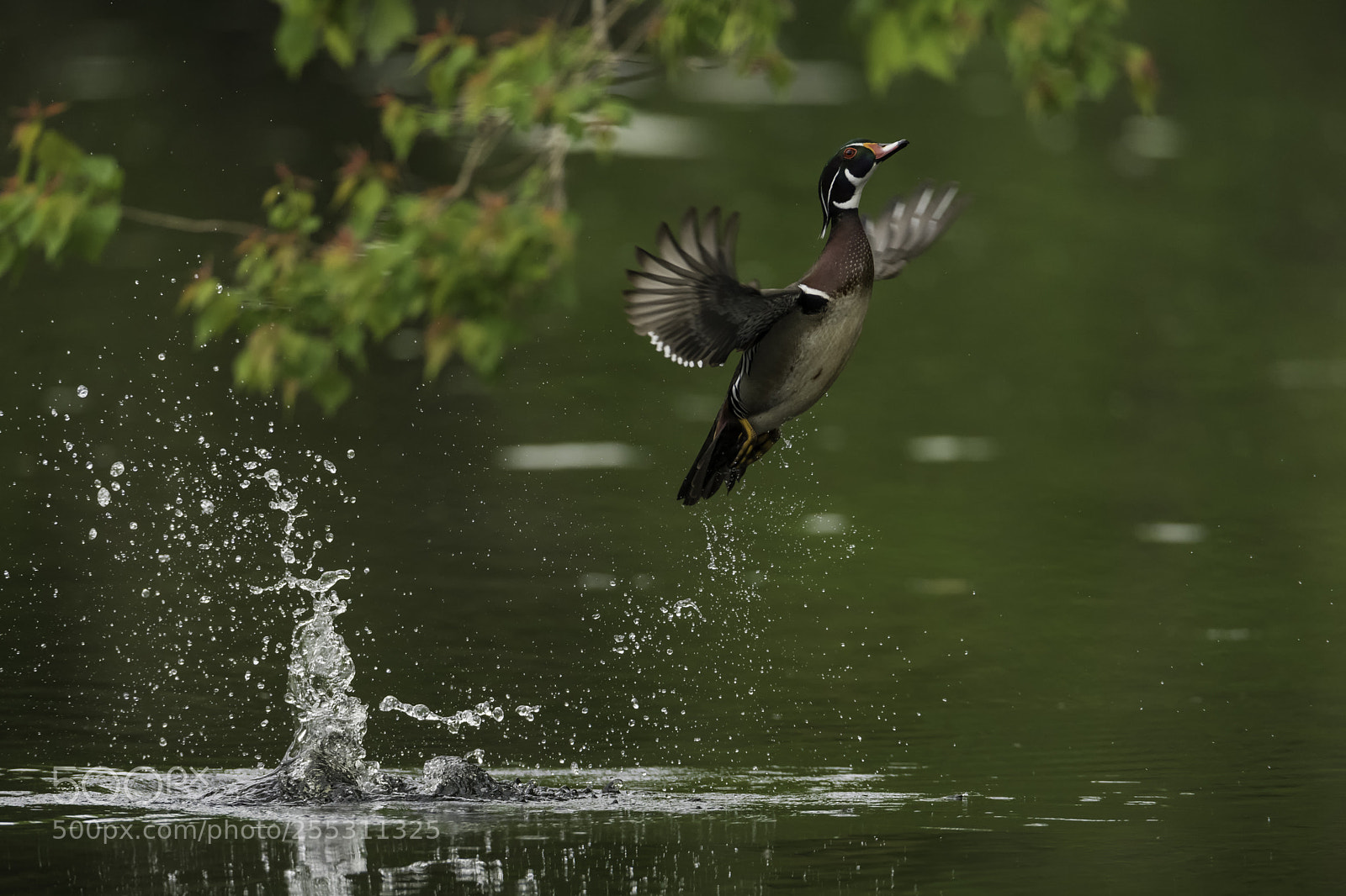 Nikon D850 sample photo. What's up duck? photography