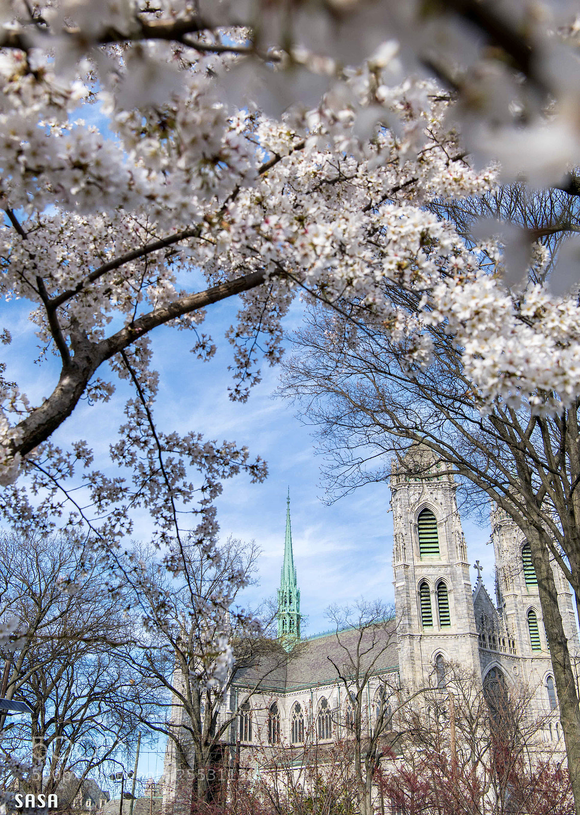 Nikon D850 sample photo. Cherry blossom  photography